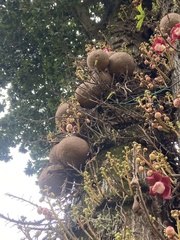 Couroupita guianensis