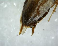 Pseudophyllodromiinae