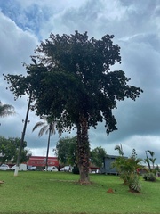 Couroupita guianensis