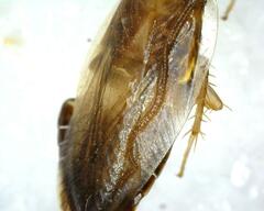 Pseudophyllodromiinae