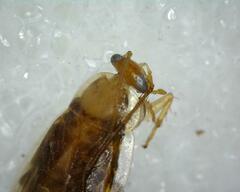 Pseudophyllodromiinae