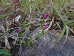 Centaurium littorale