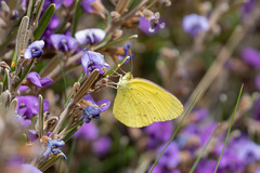 Eurema smilax