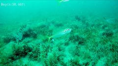 Trachurus novaezelandiae