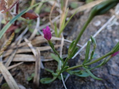 Centaurium littorale
