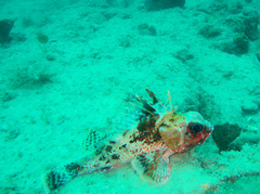 Neosebastes bougainvillii