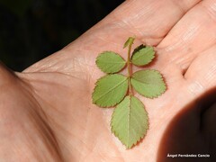 Rosa micrantha