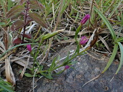 Centaurium littorale