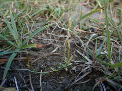 Centaurium littorale
