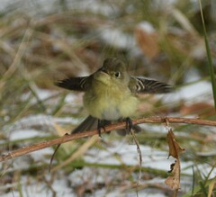 Empidonax difficilis