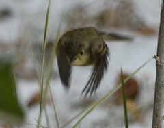 Empidonax difficilis
