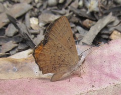 Paralucia pyrodiscus