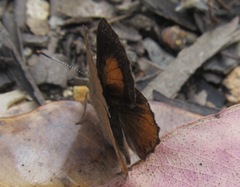 Paralucia pyrodiscus