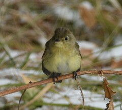 Empidonax difficilis