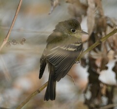 Empidonax difficilis