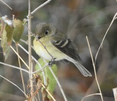 Empidonax difficilis