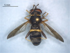Syrphidae