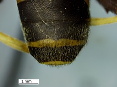 Syrphidae