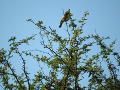 Haemorhous mexicanus