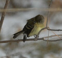 Empidonax difficilis