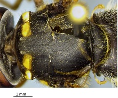 Syrphidae