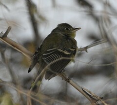 Empidonax difficilis