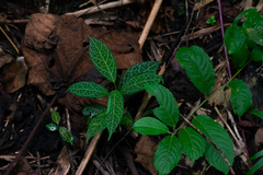 Fittonia albivenis