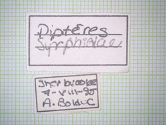 Syrphidae