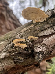 Fungi