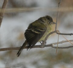 Empidonax difficilis