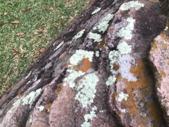 Physcia americana