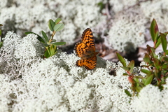 Boloria chariclea