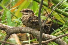 Hydropsalis cayennensis