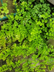Adiantum capillus-veneris