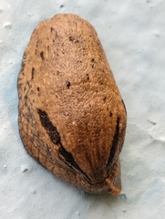 Drusia valenciennii