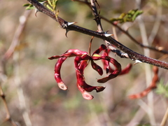 Mimosa aculeaticarpa