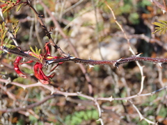 Mimosa aculeaticarpa