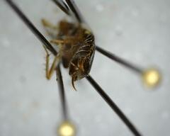 Pseudophyllodromiinae