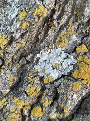 Myelochroa aurulenta