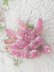 Hyobanche sanguinea