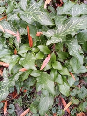 Arum italicum