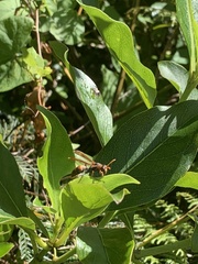 Polistes humilis humilis