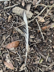 Pelecaniformes