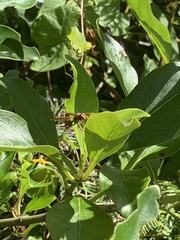 Polistes humilis humilis