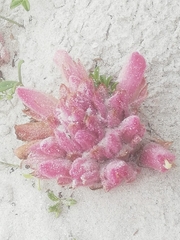 Hyobanche sanguinea