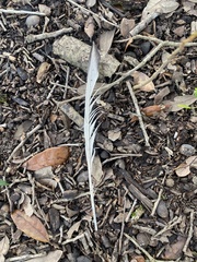 Pelecaniformes