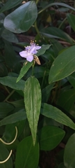 Tradescantieae