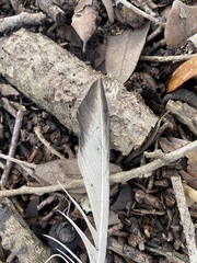 Pelecaniformes