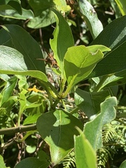 Polistes humilis humilis