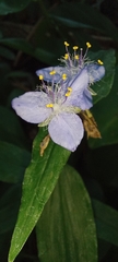 Tradescantieae